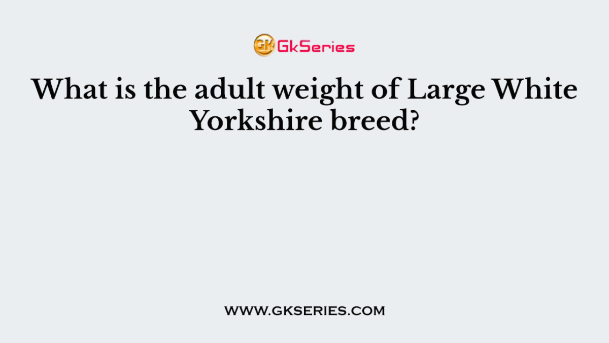 What is the adult weight of Large White Yorkshire breed?