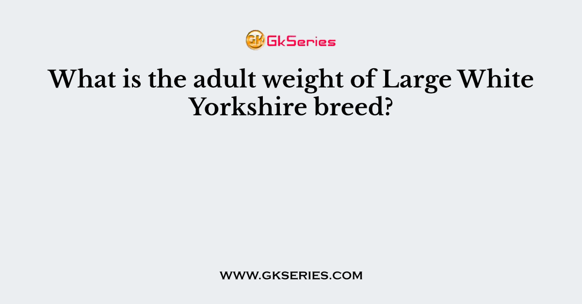 What is the adult weight of Large White Yorkshire breed?