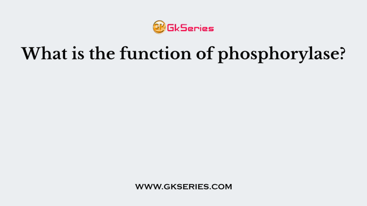 What is the function of phosphorylase?