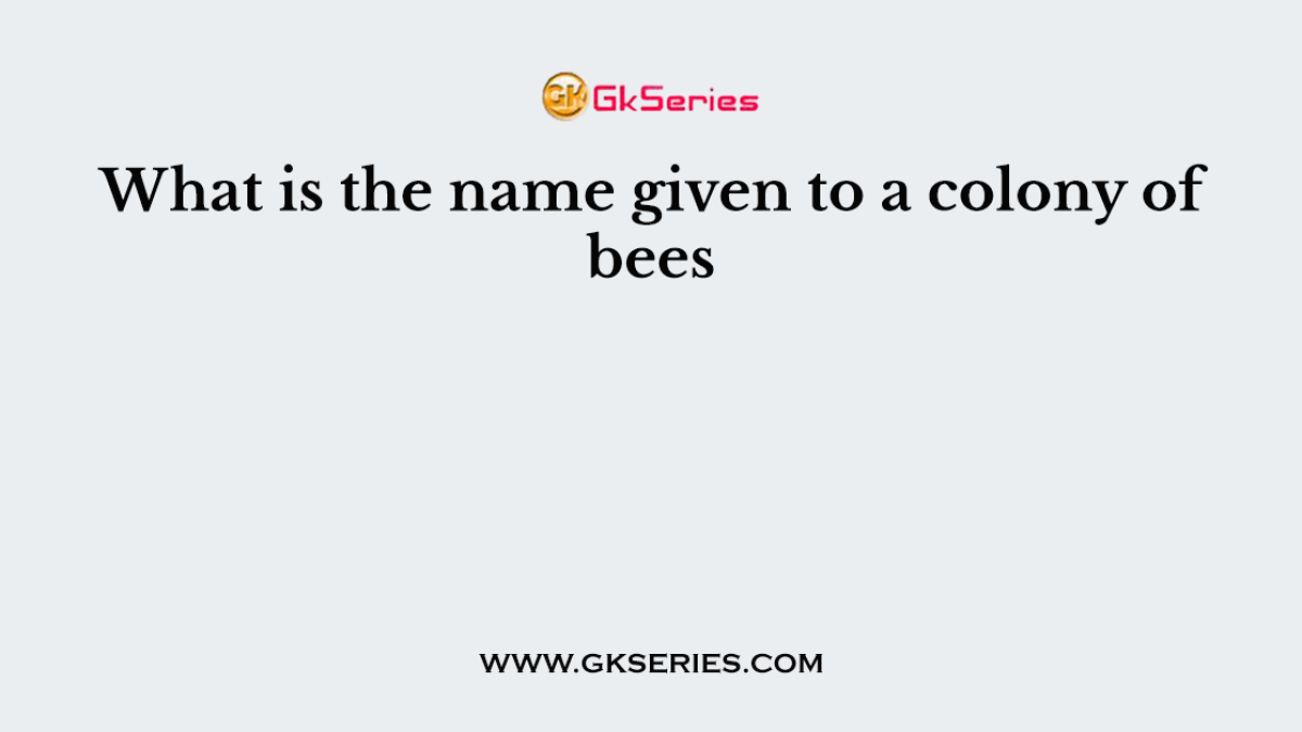 What is the name given to a colony of bees