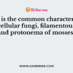 Which is the common characteristic of multicellular fungi, filamentous algae and protonema of mosses?