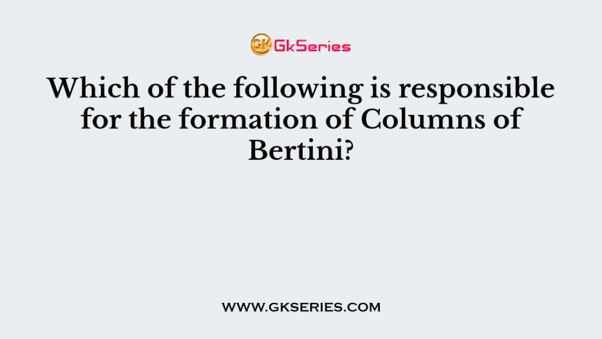 Which of the following is responsible for the formation of Columns of Bertini?