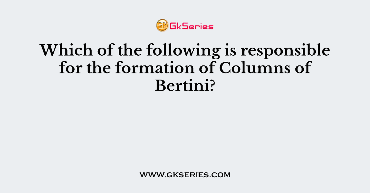 Which of the following is responsible for the formation of Columns of Bertini?