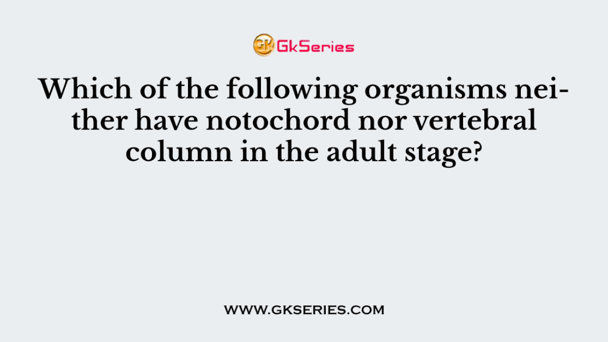 Which of the following organisms neither have notochord nor vertebral column in the adult stage?