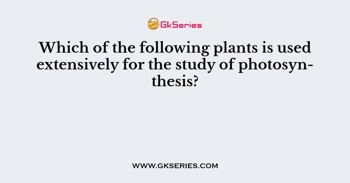 Which of the following plants is used extensively for the study of photosynthesis?