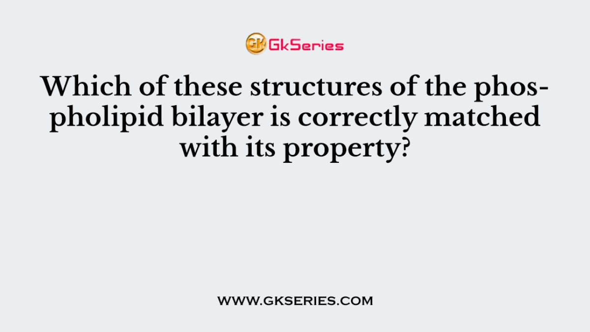 Which of these structures of the phospholipid bilayer is correctly matched with its property?