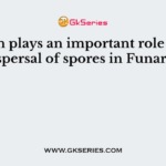Which plays an important role in the dispersal of spores in Funaria?
