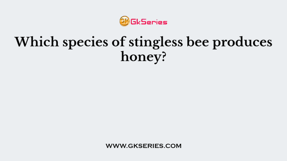 Which species of stingless bee produces honey?