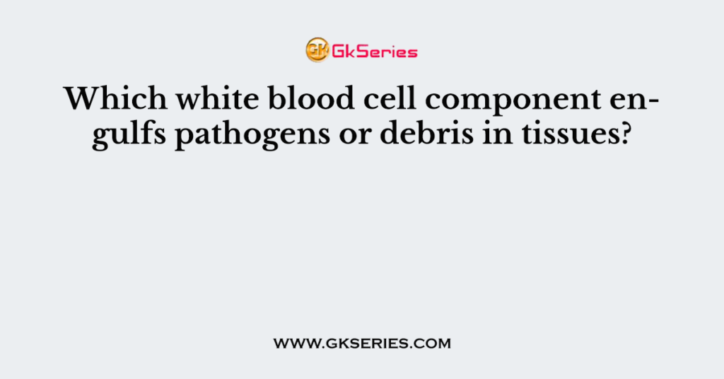 Which white blood cell component engulfs pathogens or debris in tissues?