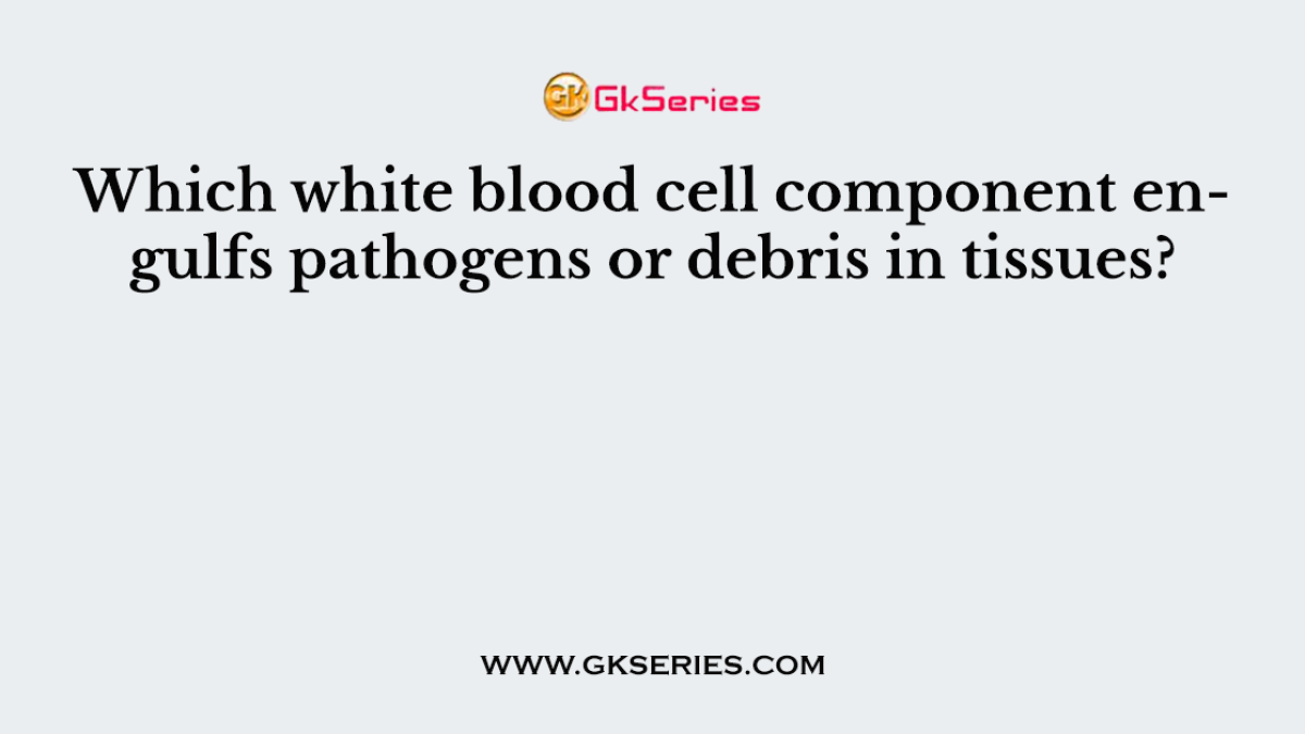 Which white blood cell component engulfs pathogens or debris in tissues?