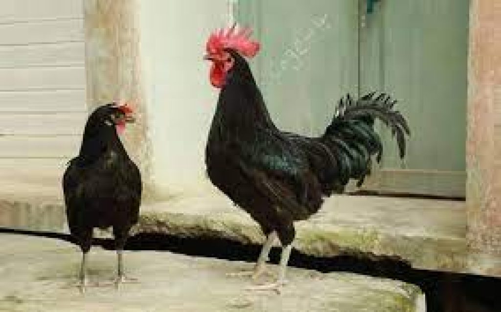 KVASU bags national award for breed conservation