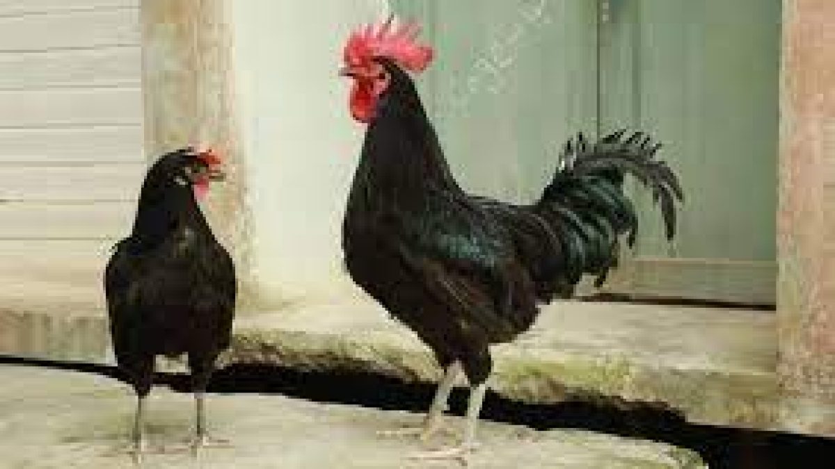 KVASU bags national award for breed conservation