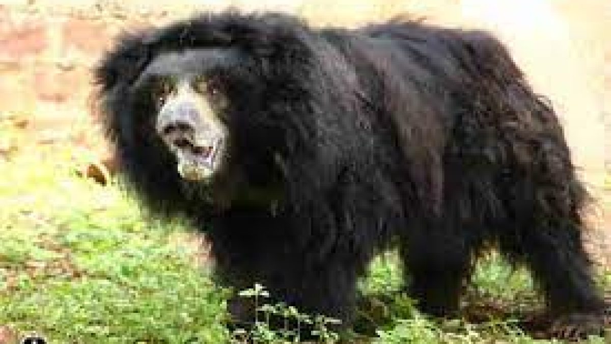 India’s oldest sloth bear ‘Gulabo’ passes away at Van Vihar National Park at 40