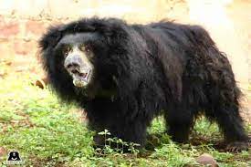India’s oldest sloth bear ‘Gulabo’ passes away at Van Vihar National Park at 40