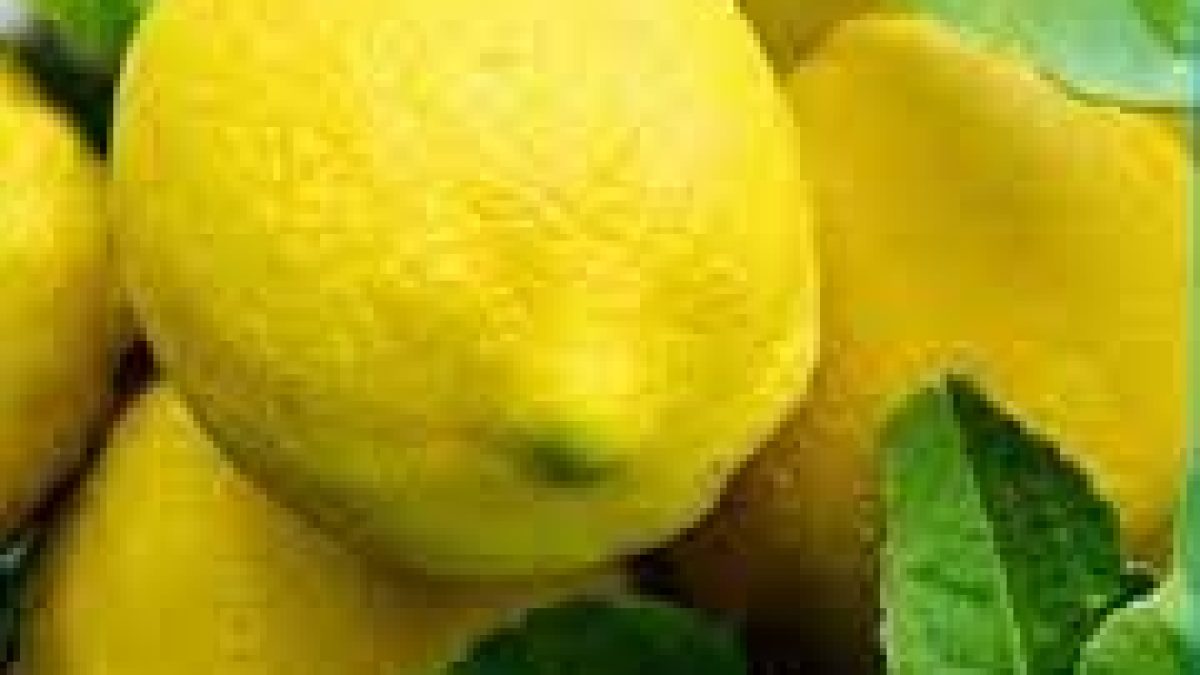 18th Kachai Lemon Festival begins in Manipur 2022