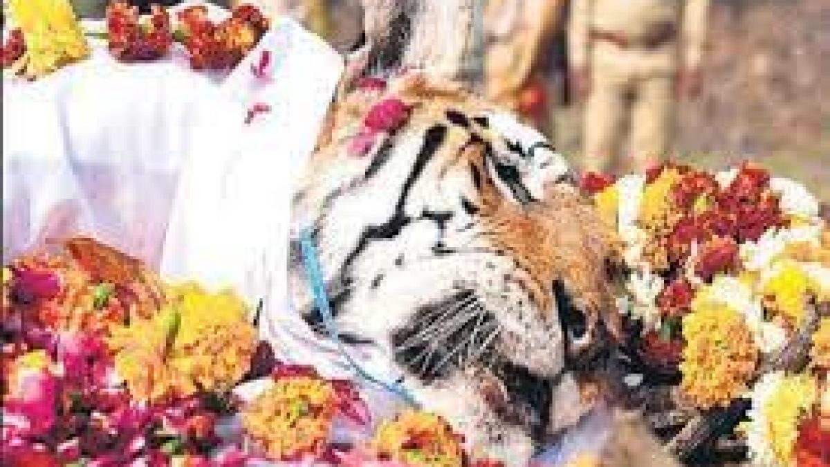 Legendary Collarwali Tigress who gave birth to 29 cubs passes away in Pench Tiger Reserve