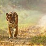 Tamil Nadu’s Sathyamangalam Tiger Reserve and Bardia National Park of Nepal jointly bags TX2 Award