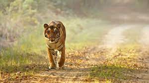 Tamil Nadu’s Sathyamangalam Tiger Reserve and Bardia National Park of Nepal jointly bags TX2 Award