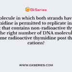 A DNA molecule in which both strands have radioactive thymidine