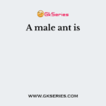 A male ant is