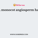 A monocot angiosperm has