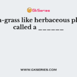 A non-grass like herbaceous plant is called a ______