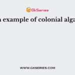 An example of colonial alga is
