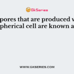 Ascospores that are produced within spherical cell are known as