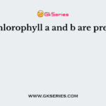 Both chlorophyll a and b are present in
