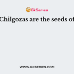 Chilgozas are the seeds of