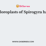 Chloroplasts of Spirogyra have