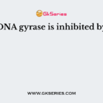 DNA gyrase is inhibited by
