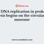 During DNA replication in prokaryotes, synthesis begins on the circular chromosome