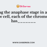 During the anaphase stage in a bone marrow cell, each of the chromosomes has_______