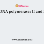 E.coli DNA polymerases II and III lack