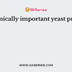 Economically important yeast produces