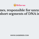 Enzymes, responsible for unraveling short segments of DNA is