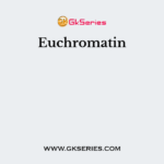 Euchromatin