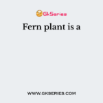Fern plant is a