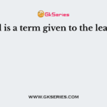 Frond is a term given to the leaves of