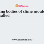 Fruiting bodies of slime moulds are called ______________