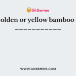 Golden or yellow bamboo is ___________