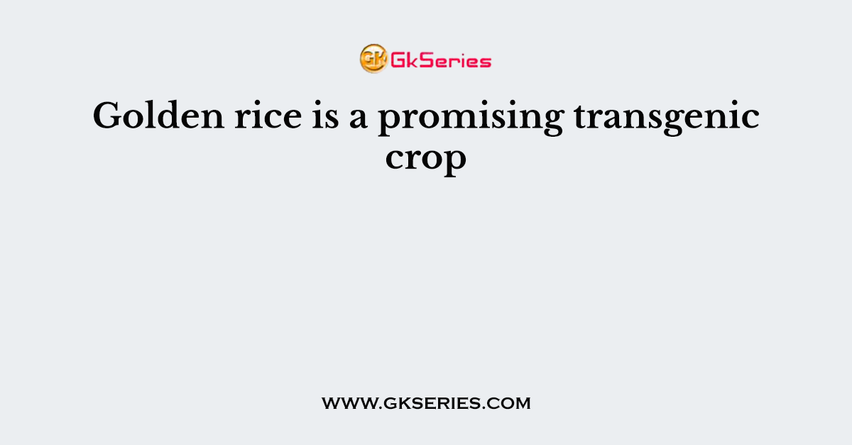 Golden rice is a promising transgenic crop