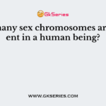 How many sex chromosomes are present in a human being?