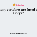 How many vertebras are fused to form Cocyx?