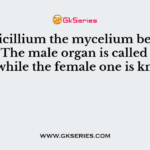 In Penicillium the mycelium bears sex organs. The male organ is called antheridium while the female one is known as