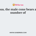 In Pinus, the male cone bears a large number of