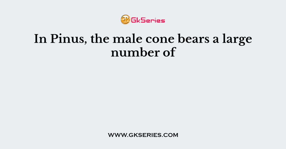 In Pinus, the male cone bears a large number of