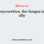 In ectomycorrhiza, the fungus is generally