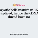 In eukaryotic cells mature mRNA is already spliced, hence the cDNA produced have no